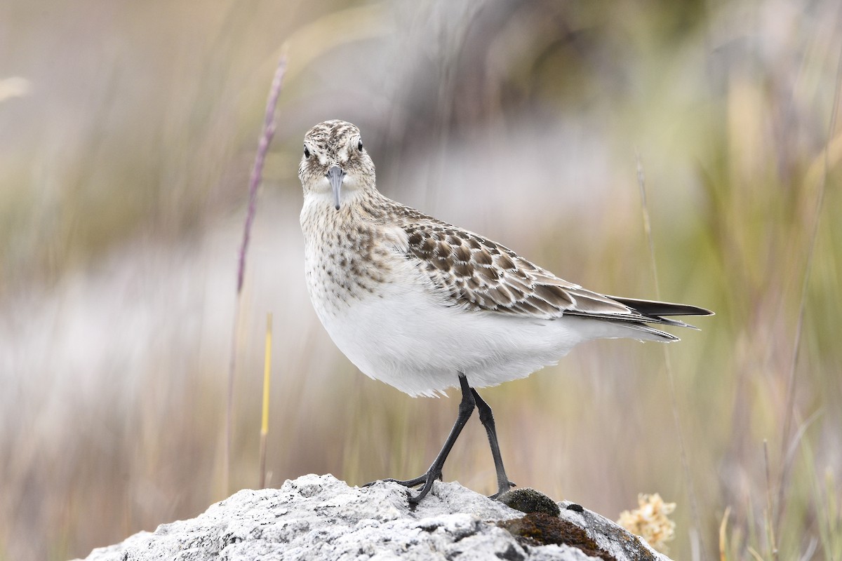 Baird's Sandpiper - ML489169591