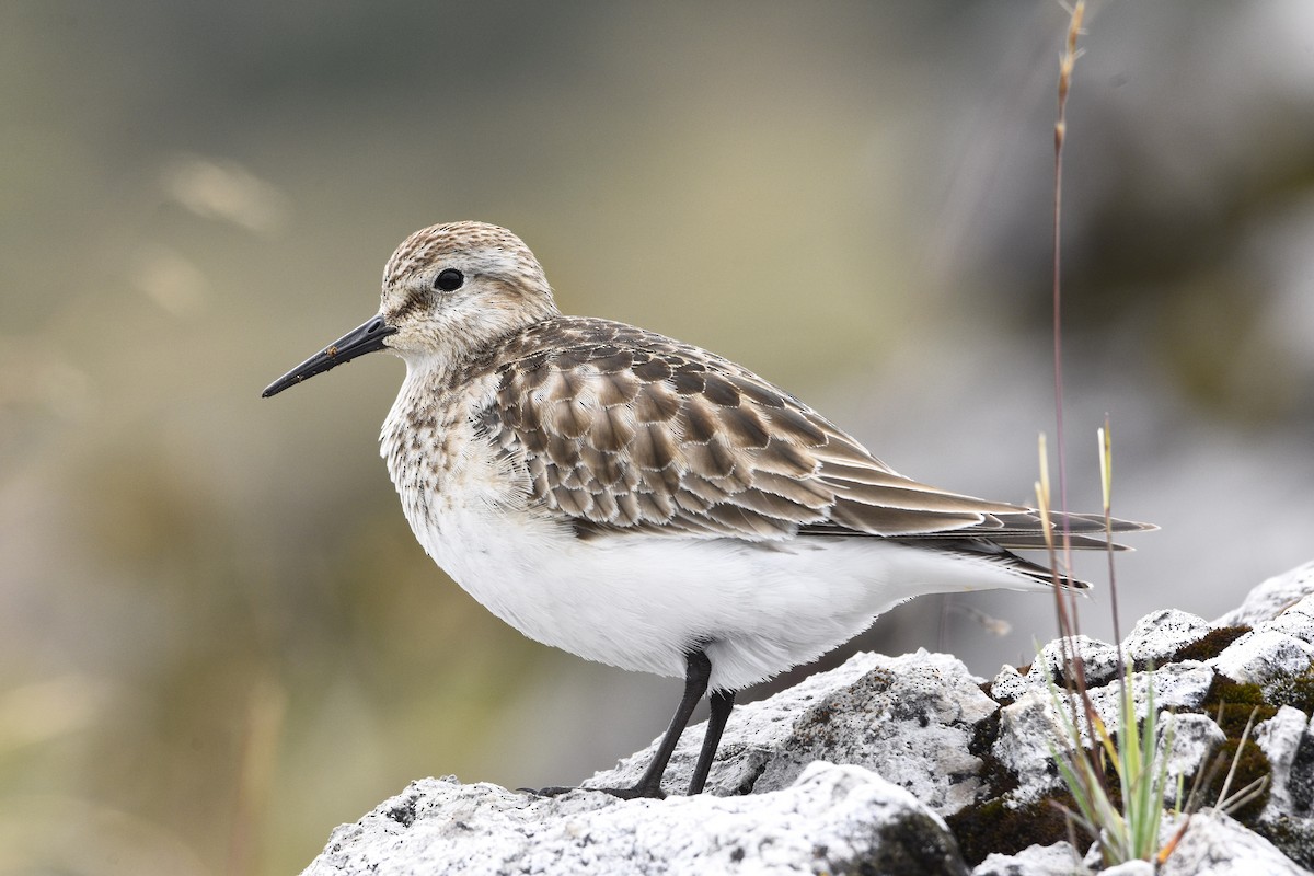 Baird's Sandpiper - ML489169621