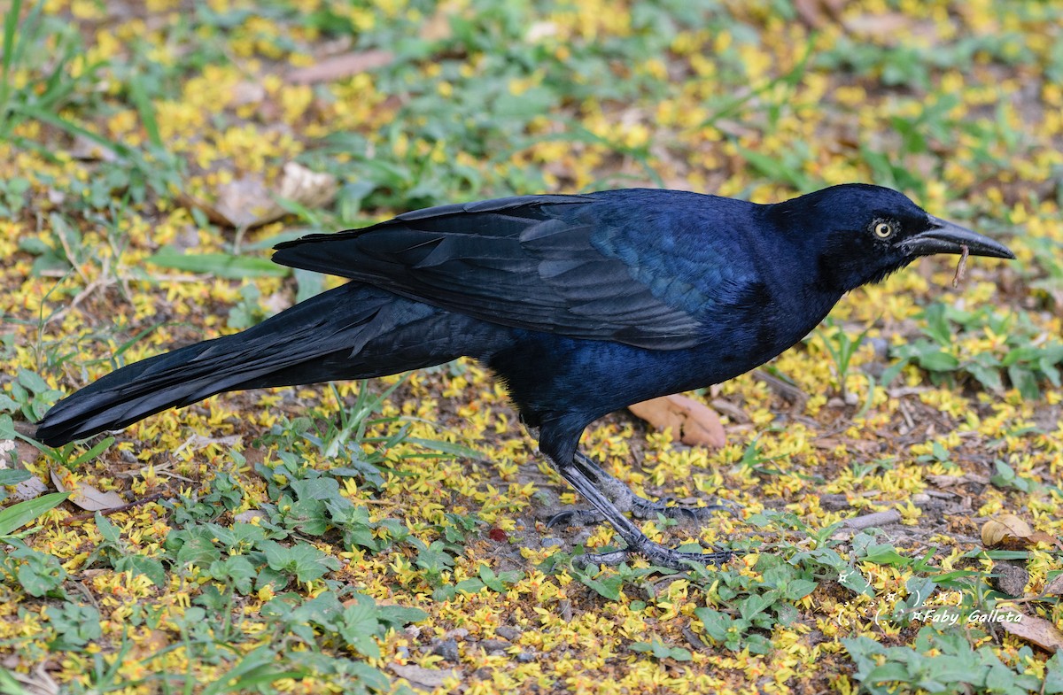 Great-tailed Grackle - ML489169881
