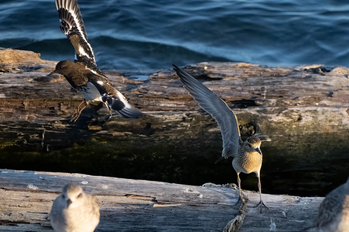 American Golden-Plover - ML489170241