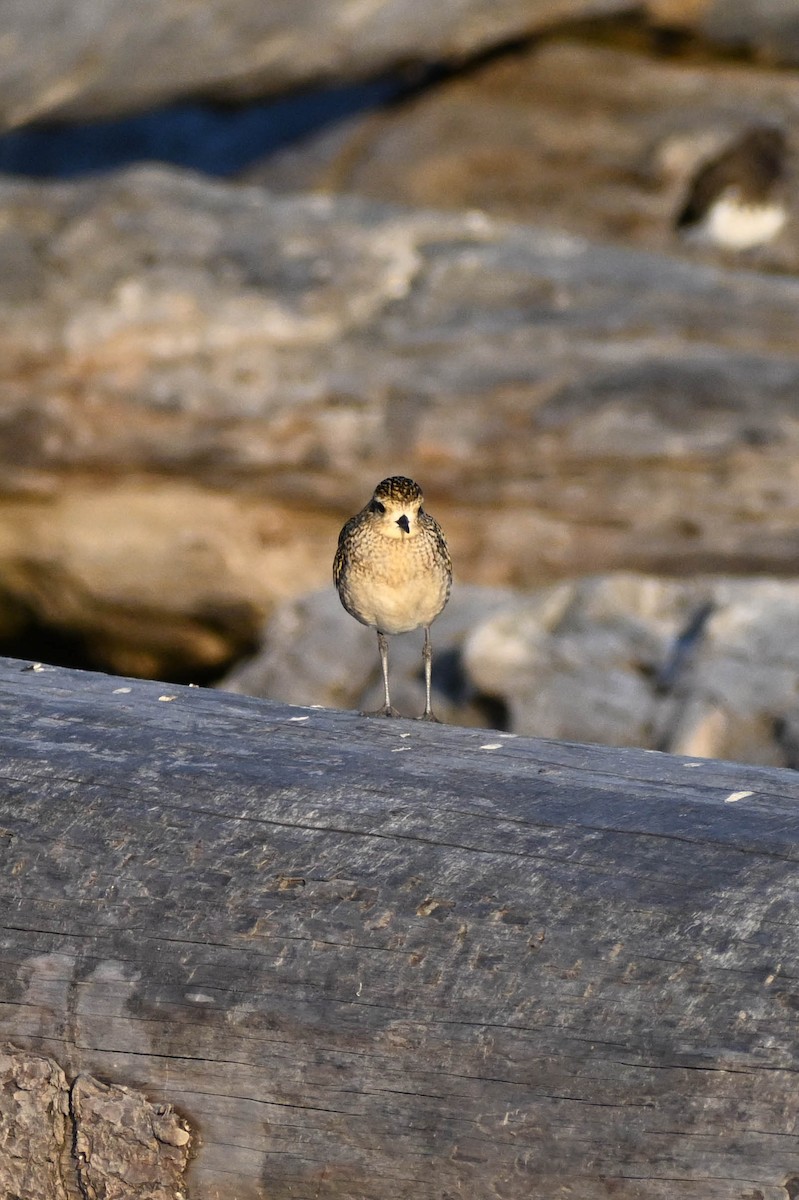 American Golden-Plover - ML489170251