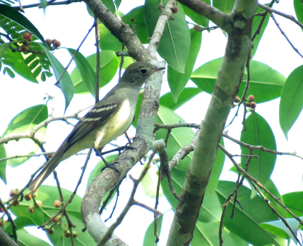 Small-billed Elaenia - ML489170401