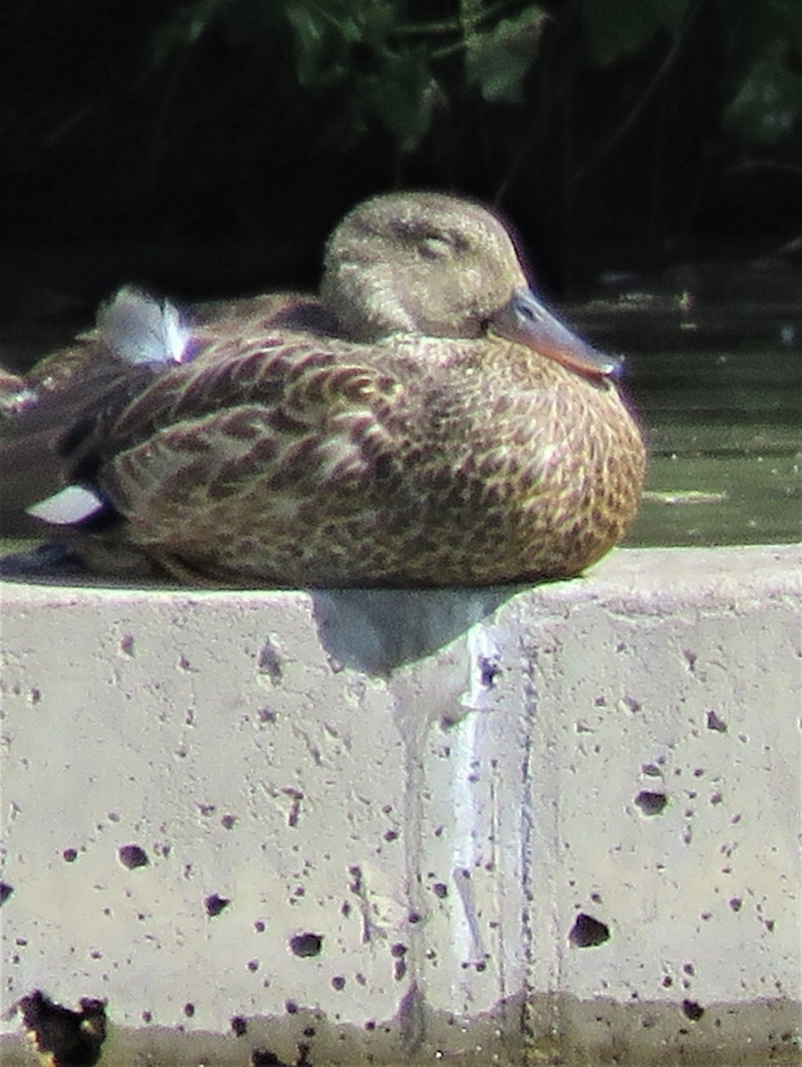 Gadwall - ML489171411