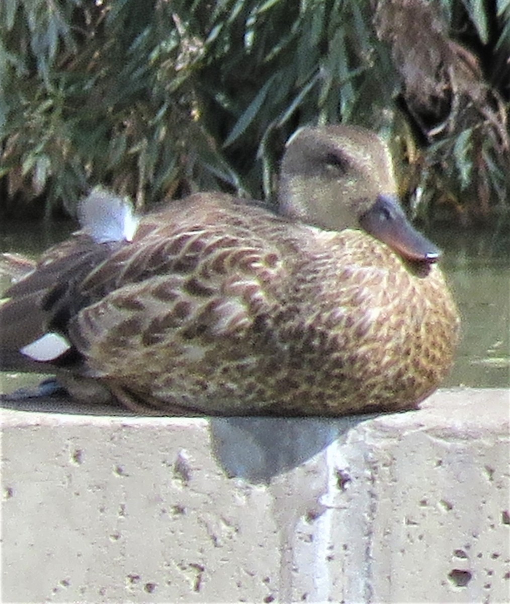 Gadwall - ML489171421