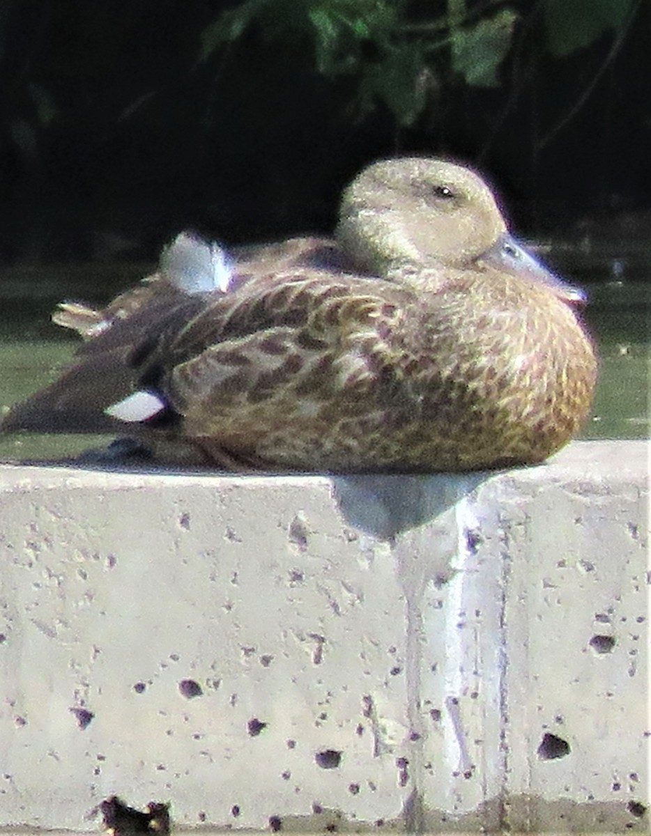 Gadwall - ML489171431