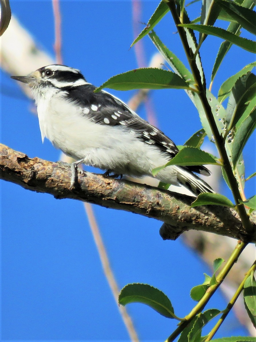 Downy Woodpecker - ML489171911