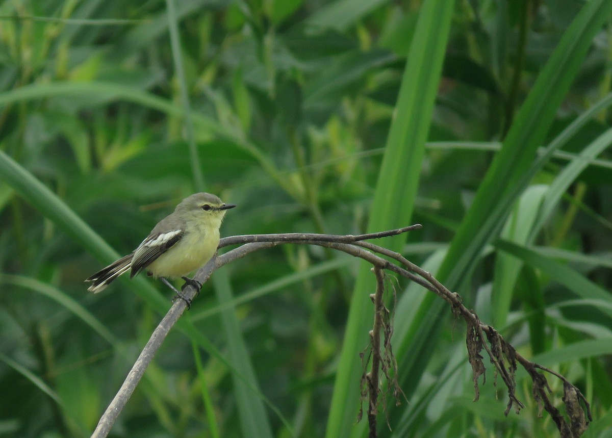 Lesser Wagtail-Tyrant - Iván Lau