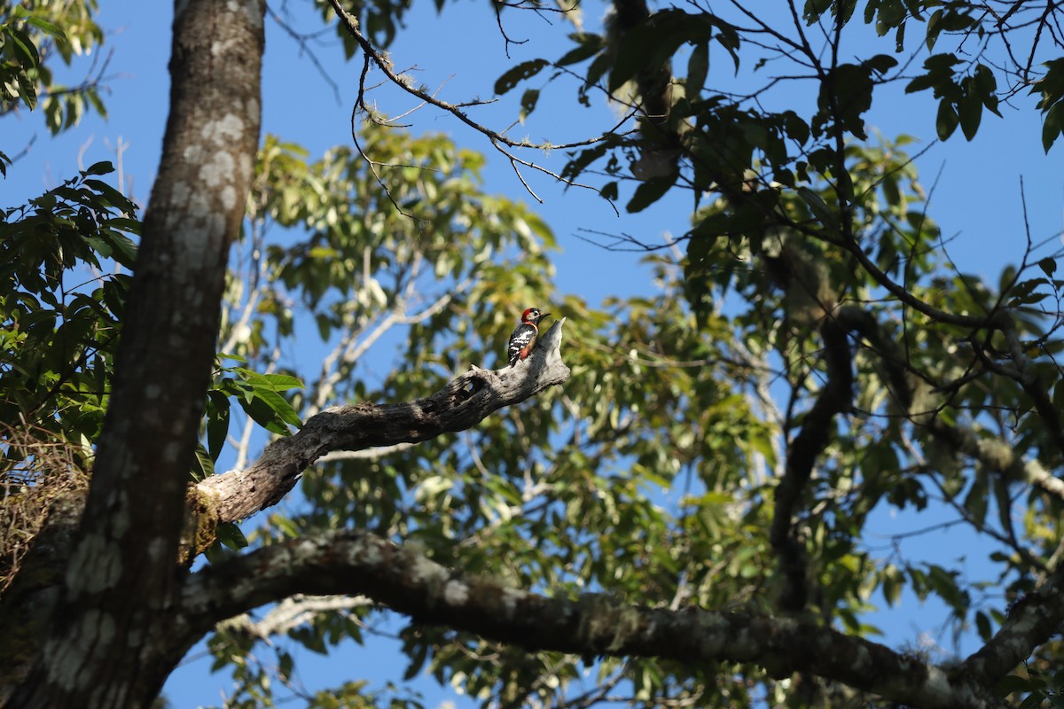 Crimson-naped Woodpecker - ML489173101