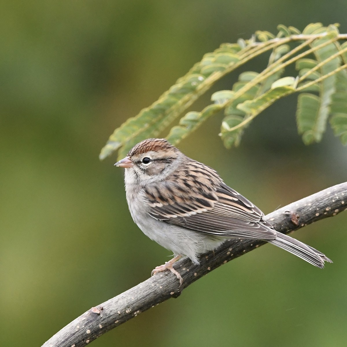 Chipping Sparrow - ML489173691