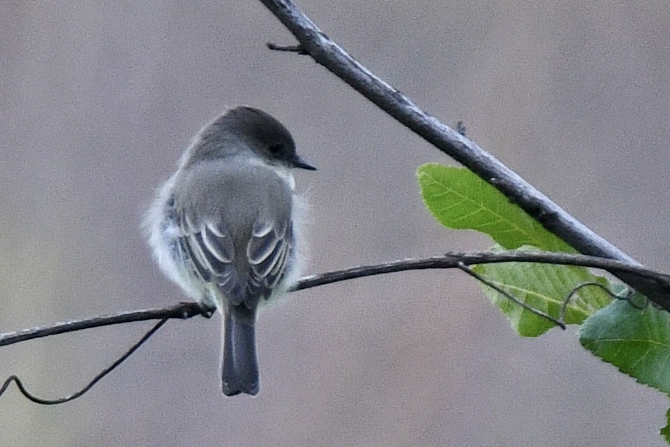 Eastern Phoebe - ML489175981
