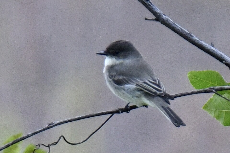 Eastern Phoebe - ML489175991