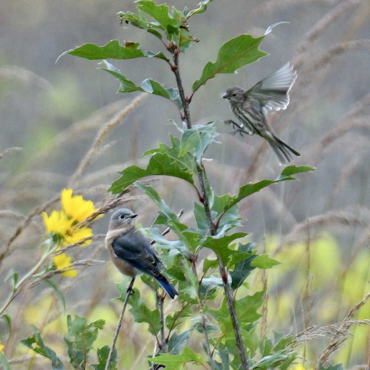 Eastern Bluebird - ML489176051