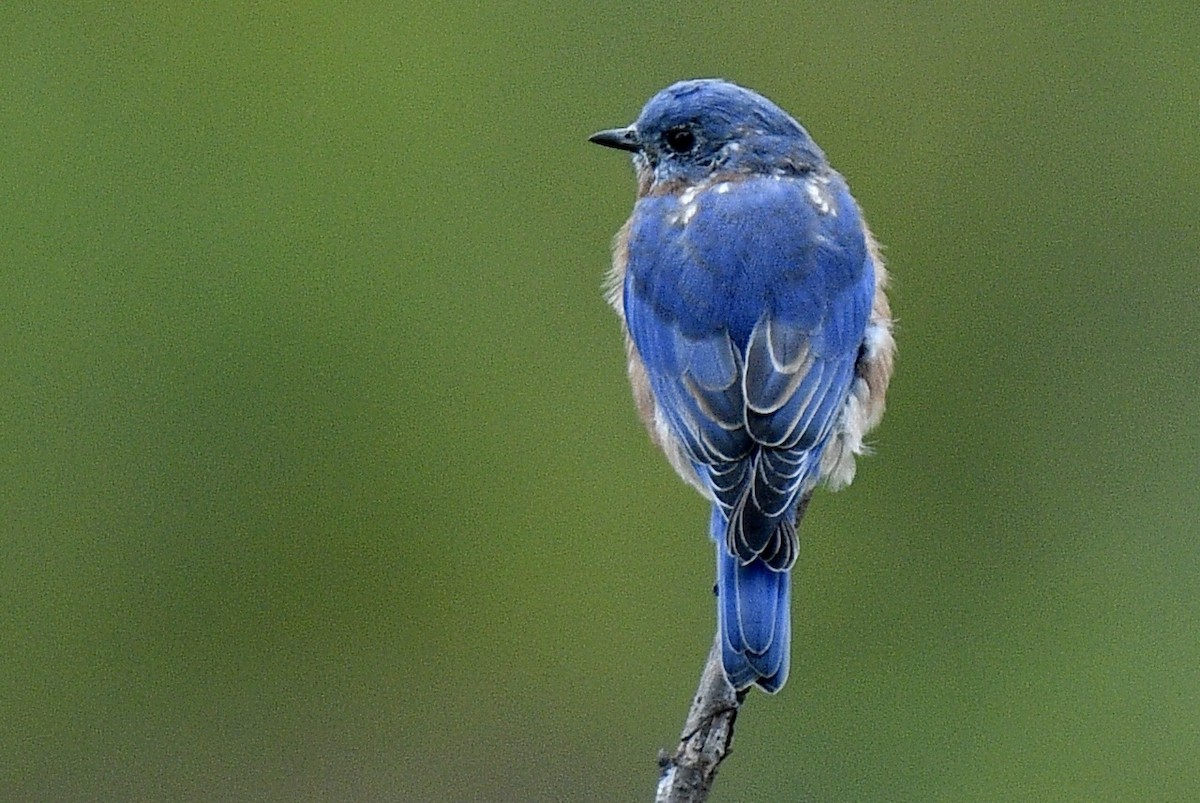 Eastern Bluebird - ML489176061