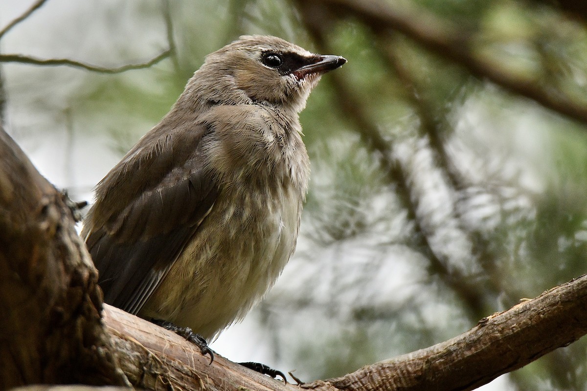 Cedar Waxwing - ML489176111