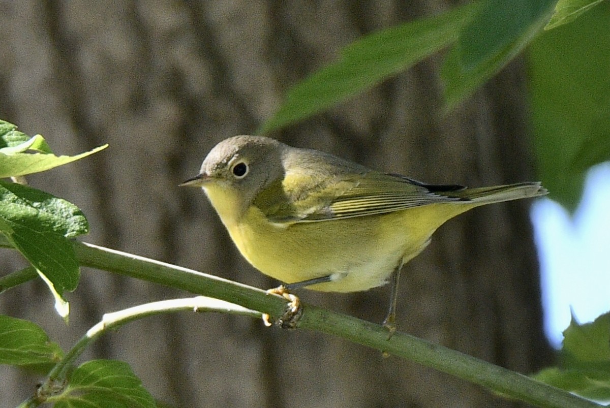 Nashville Warbler - ML489176141
