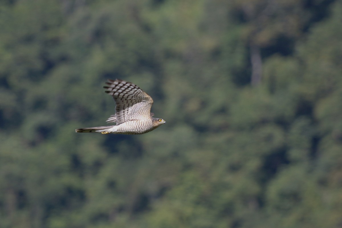 Eurasian Sparrowhawk - ML489176991