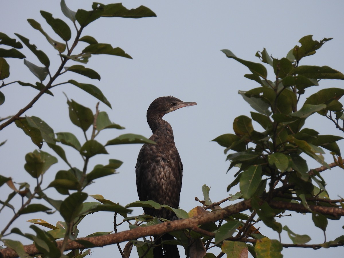 Little Cormorant - ML489177891