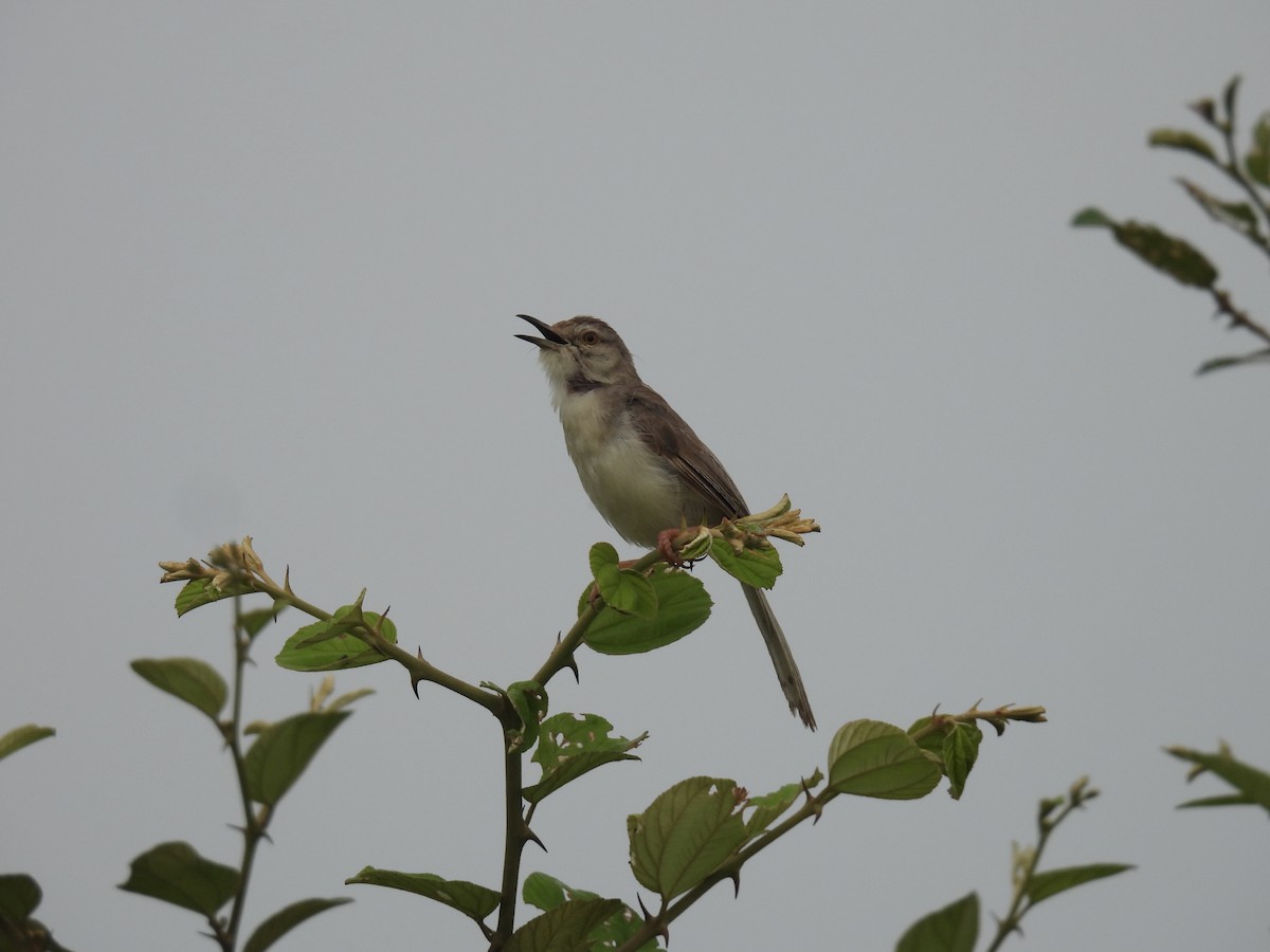 Plain Prinia - ML489177951
