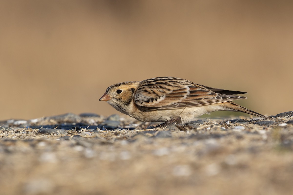 Lapland Longspur - ML489178331