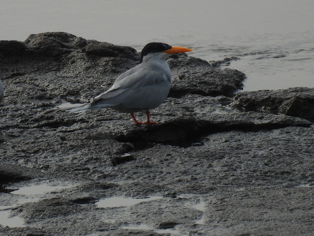River Tern - ML489178351
