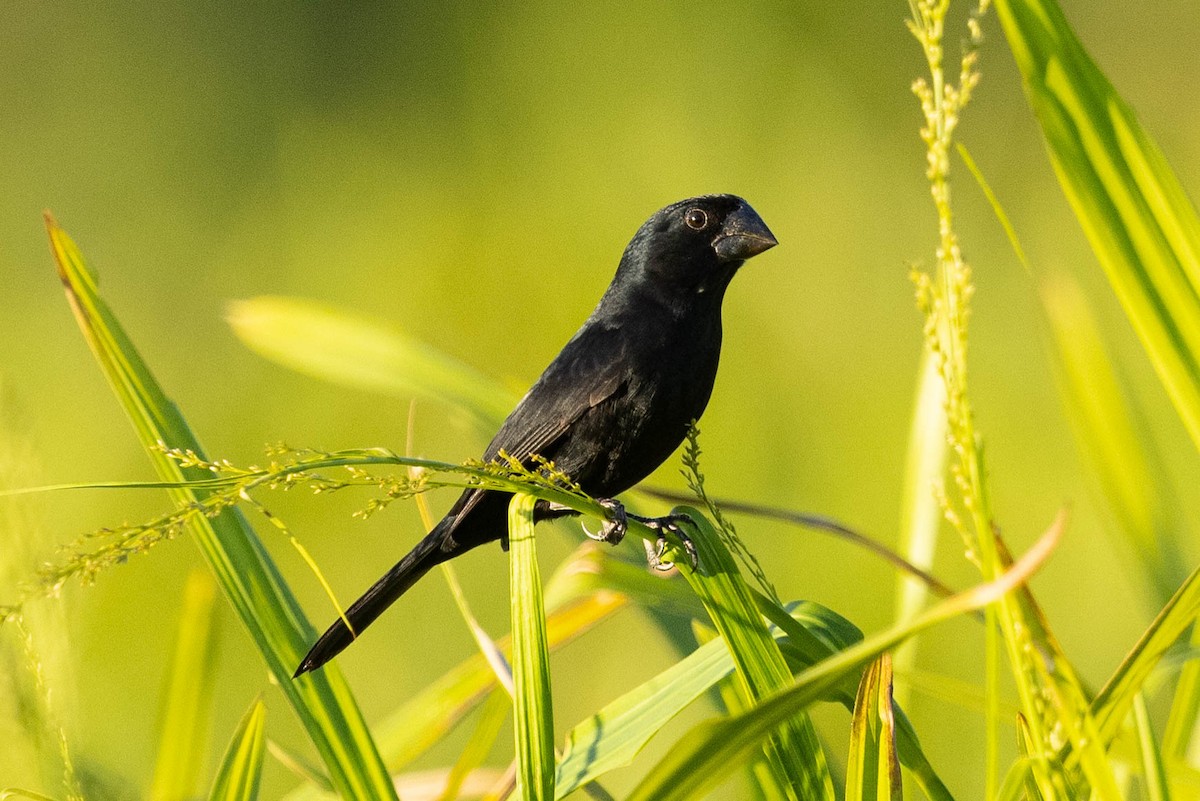 Black-billed Seed-Finch - Eric VanderWerf