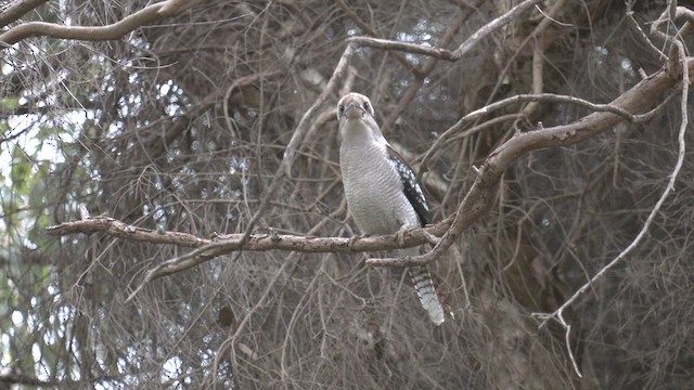 Laughing Kookaburra - ML489180901