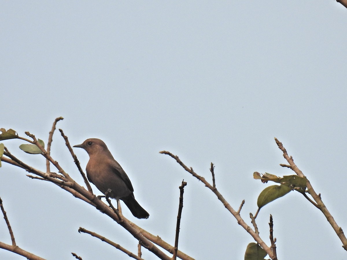 Brown Rock Chat - ML489182271