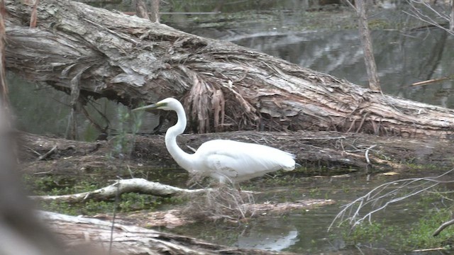 Great Egret (modesta) - ML489182351