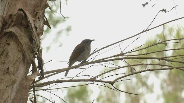 Brown Honeyeater - ML489183321