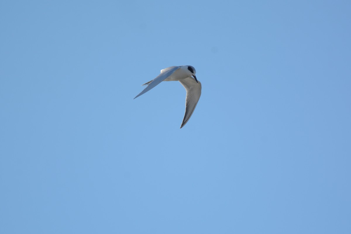 Forster's Tern - ML48918381