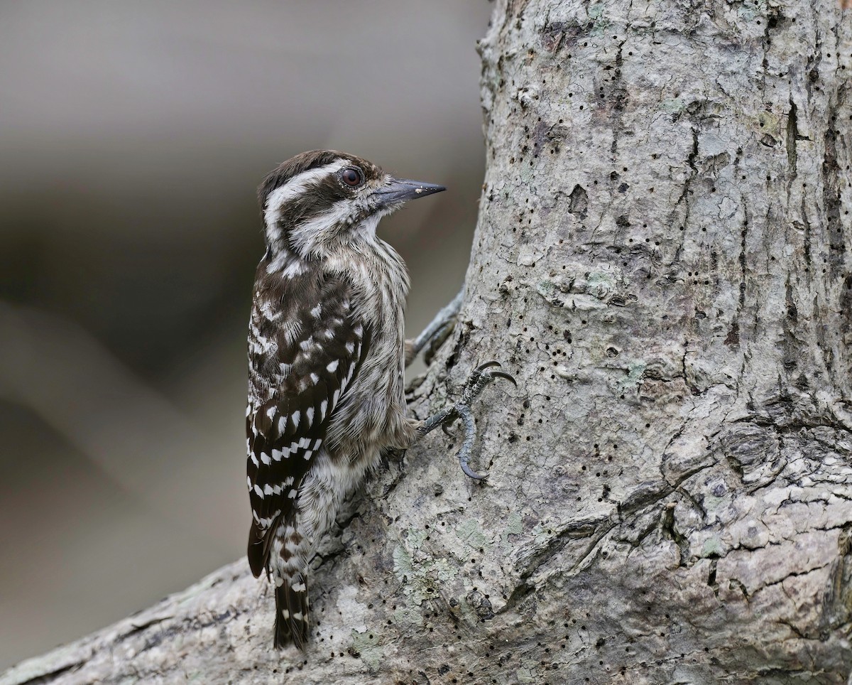 Sunda Pygmy Woodpecker - Amar-Singh HSS