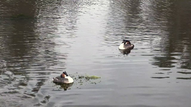 Great Crested Grebe - ML489184501