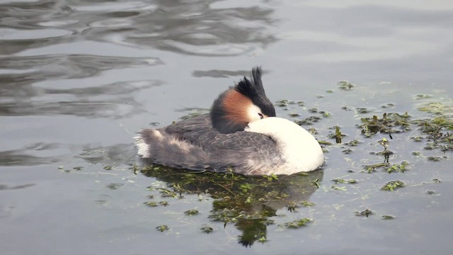Great Crested Grebe - ML489184511