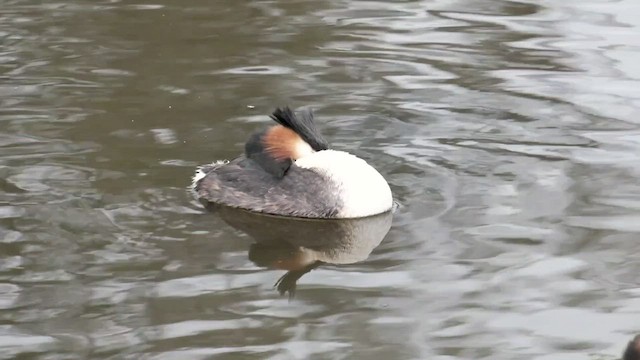 Great Crested Grebe - ML489184521