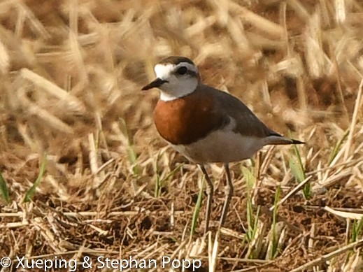 Caspian Plover - ML489187091