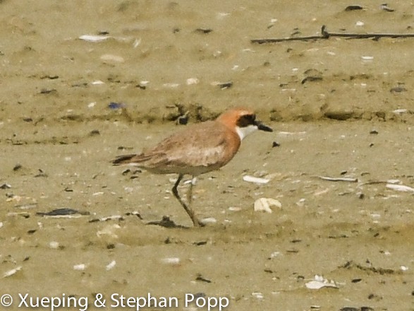 Greater Sand-Plover - ML489187131