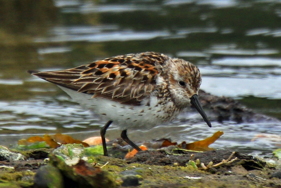 Western Sandpiper - Blair Bernson