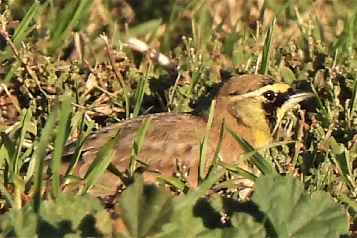 Horned Lark - ML489189831
