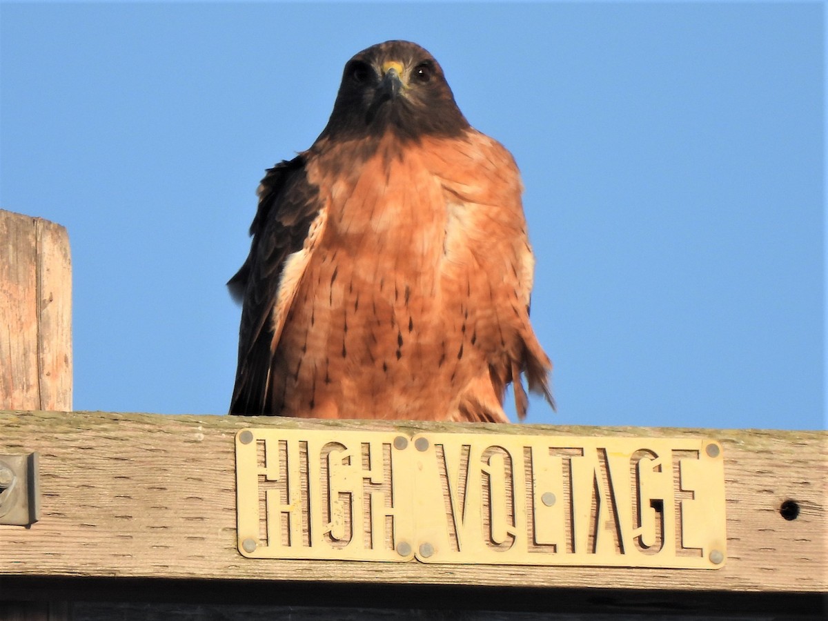 Red-tailed Hawk - ML489190191