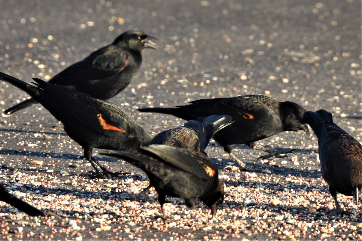 Red-winged Blackbird - ML489190211