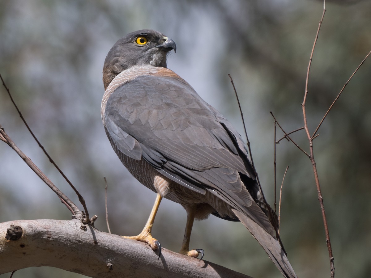 Brown Goshawk - ML489190391