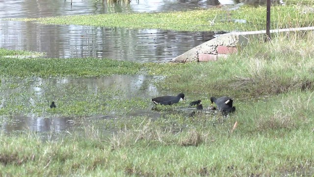 Dusky Moorhen - ML489190431