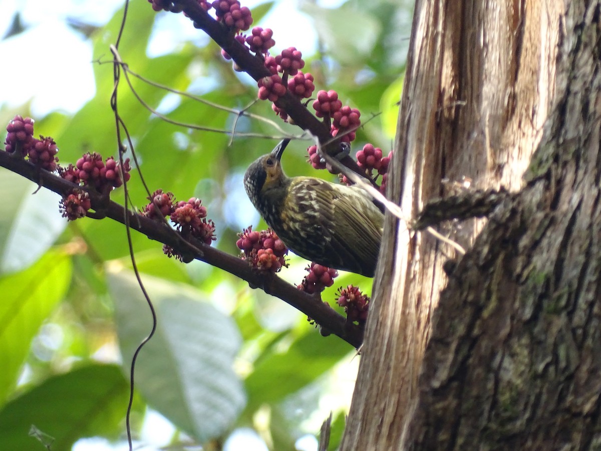 Macleay's Honeyeater - ML489191061