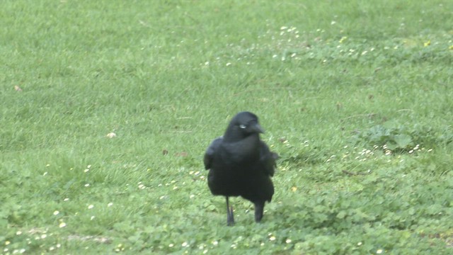 Australian Raven - ML489191691