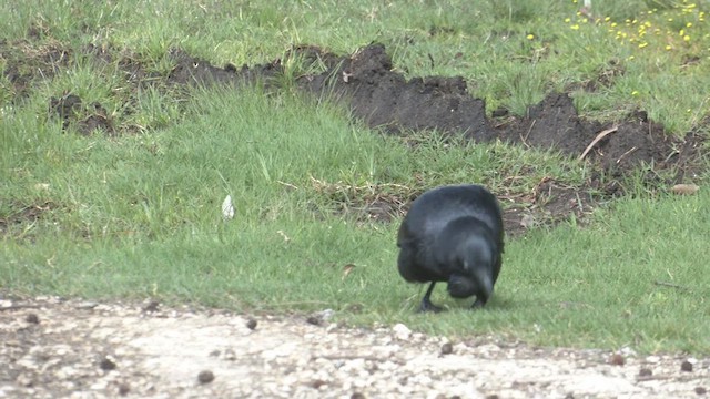 Australian Raven - ML489191721