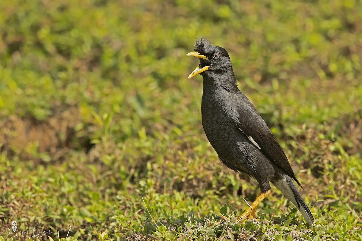 Great Myna - Arpit Bansal