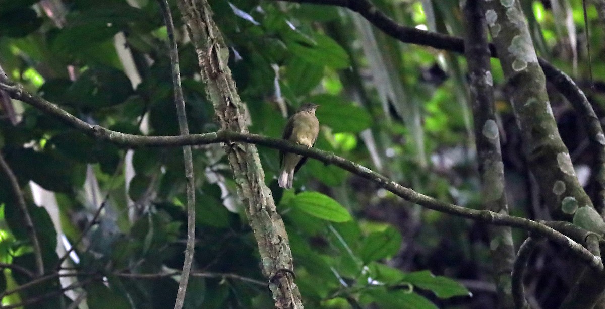 Zenker's Honeyguide - ML489192221