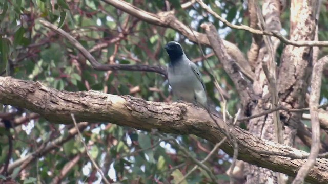 Black-faced Cuckooshrike - ML489192701