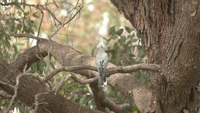 Black-faced Cuckooshrike - ML489192721