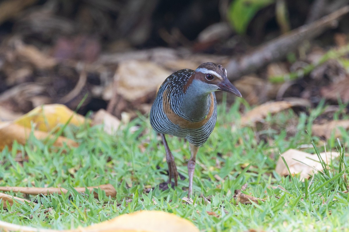 Buff-banded Rail - Dana Cameron